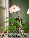 amaryllis photo