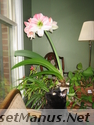 amaryllis photo