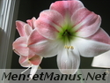 amaryllis photo