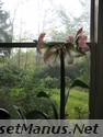 amaryllis photo