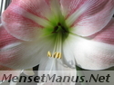 amaryllis photo