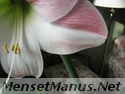 amaryllis photo