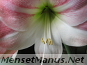 amaryllis photo