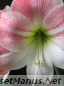 amaryllis photo