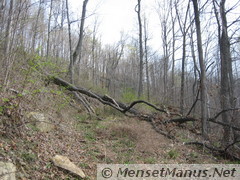 Fallen tree